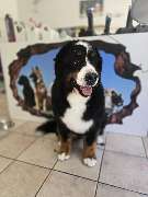Hundesalon Maja&Dogs - GALLERY