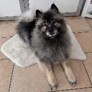 Hundesalon Maja&Dogs - GALLERY