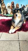 Hundesalon Maja&Dogs - GALLERY