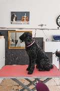 Hundesalon Maja&Dogs - GALLERY
