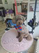 Hundesalon Maja&Dogs - GALLERY