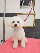 Hundesalon Maja&Dogs - GALLERY