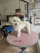 Hundesalon Maja&Dogs - GALLERY