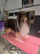 Hundesalon Maja&Dogs - GALLERY