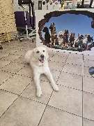 Hundesalon Maja&Dogs - GALLERY
