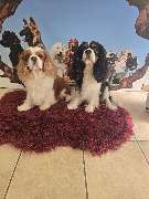 Hundesalon Maja&Dogs - GALLERY