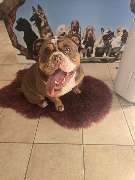 Hundesalon Maja&Dogs - GALLERY
