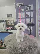 Hundesalon Maja&Dogs - GALLERY