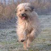 Hundeschule MOMO in Bremen
