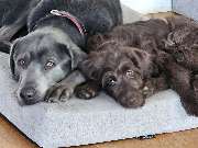 Hundeschule Daniel Paira - GALLERY
