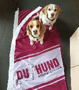 Hundeschule DUmitHund - 4
