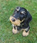 Hundeschule Elmi - GALLERY