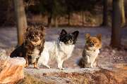 Hundeschule Gotha - 3