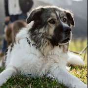 Hundeschule Hundeleicht - GALLERY
