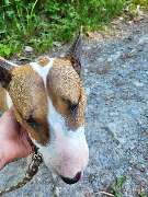 Hundeschule Martin Rütter Göppingen-Heidenheim - Hundeschule Martin Rütter Göppingen-Heidenheim Bullterrier beim Leinenführigkeitstraining auf einem Waldweg, Hund wird sanft am Halsband gehalten. Ideale Szene für entspannte Hundespaziergänge und Gehorsams