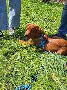 Hundeschule Martin Rütter Göppingen-Heidenheim - Hundeschule Martin Rütter Göppingen-Heidenheim Junghund mit blauem Geschirr lernt entspanntes Liegen und Bleiben auf einer blühenden Wiese beim Welpentraining.