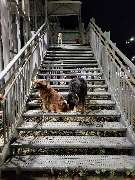 Hundeschule Martin Rütter Göppingen-Heidenheim - Hundeschule Martin Rütter Göppingen-Heidenheim Mehrere Hunde trainieren das ruhige Warten und Sitz auf einer Treppe im Stadtgebiet bei Dunkelheit. Perfektes Hundetraining für Impulskontrolle, Ruhe und Stadt