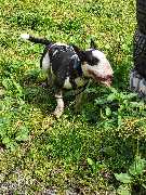 Hundeschule Martin Rütter Göppingen-Heidenheim - Hundeschule Martin Rütter Göppingen-Heidenheim Schwarz-weißer Bullterrier im Geschirr läuft beim Alltagstraining durch eine grüne Wiese, Hund wirkt entspannt und aufmerksam. Szene für Rückruftraining und Um