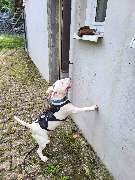 Hundeschule Martin Rütter Göppingen-Heidenheim - Hundeschule Martin Rütter Göppingen-Heidenheim Weißer Hund im Geschirr arbeitet beim Nasenarbeits-Training, sucht gezielt nach verstecktem Gegenstand an der Wand. Fördert Auslastung, Suchverhalten und Teama