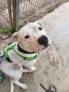 Hundeschule Martin Rütter Göppingen-Heidenheim - Hundeschule Martin Rütter Göppingen-Heidenheim Weißer Hund mit grünem Geschirr sitzt aufmerksam beim Hundetraining im Trainingsgelände. Übung für Sitz, Aufmerksamkeit und positive Bestärkung in der Hundesch