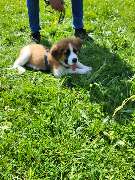 Hundeschule Martin Rütter Göppingen-Heidenheim - Hundeschule Martin Rütter Göppingen-Heidenheim Welpe entspannt sich beim Training auf einer Blumenwiese. Übung für Bindung, Ruhe und Umweltgewöhnung im Freien, ideal für Welpenschule und Anfängertraining.