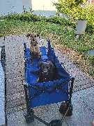 Hundeschule Martin Rütter Göppingen-Heidenheim - Hundeschule Martin Rütter Göppingen-Heidenheim Zwei Hunde trainieren Gelassenheit und Geduld im Bollerwagen. Diese Übung stärkt Vertrauen, Sozialisierung und Ruheverhalten beim Hundetraining im Alltag.