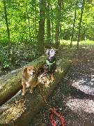 Hundeschule Martin Rütter Göppingen-Heidenheim - Hundeschule Martin Rütter Göppingen-Heidenheim Zwei Hunde üben Sitz und Grundgehorsam auf Baumstämmen im Wald. Training für Sozialisation, Aufmerksamkeit und Ruhe bei Hundeschule im Freien.