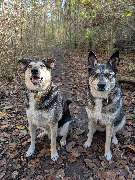 Hundeschule München-Nord - Hundeschule München-Nord