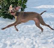 Hundeschule Pirschgang - 3