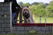 Hundeschule RolfsRudel  Rolf Matar - GALLERY