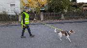Hundeschule Schnüffel-Alarm - GALLERY