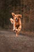 Hundeschule Schussenpfoten - GALLERY