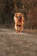 Hundeschule Schussenpfoten - GALLERY
