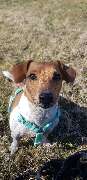Hundeschule Susann Strauss - GALLERY