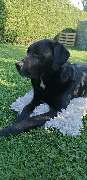 Hundeschule Susann Strauss - GALLERY