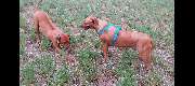 Hundeschule Susann Strauss - GALLERY