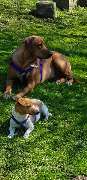 Hundeschule Susann Strauss - GALLERY
