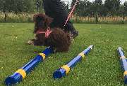 Hundeschule Traumhund - 15