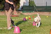 Hundeschule Traumhund - 5