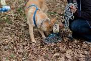 Hundeschule Traumhund - 7