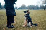 Hundeschule Wauschlau - Hundeschule Wauschlau - Begleithundetraining	Begleithundetraining in der Hundeschule Wauschlau: Traditionelle Ausbildung mit Fokus auf Ausdauer, Beständigkeit und Ausstrahlung. Korrekte Positionen und freudiges Arbeiten machen Hund
