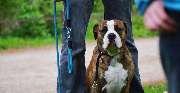 Hundeschule Wauschlau - Hundeschule Wauschlau - Einzeltraining	Volle Konzentration auf dich und deinen Vierbeiner! Im geschützten Umfeld des Privatunterrichts stärkt die Hundeschule Wauschlau Schritt für Schritt Sicherheit und Bindung zwischen Halter und 