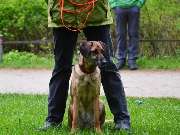 Hundeschule Wauschlau - Hundeschule Wauschlau - Gruppenunterricht	Gruppenunterricht für erwachsene Hunde: Erziehung zum Familienhund festigen, Training in flexiblen Gruppen und praxisnahe Übungen unter Anleitung der Hundeschule Wauschlau für Alltag und Zu