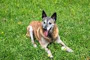 Hundeschule Wauschlau - Hundeschule Wauschlau - Hausbesuche	Hundetraining direkt bei dir zu Hause: In gewohnter Umgebung zeigt die Hundeschule Wauschlau effektive Methoden zur Korrektur von Verhaltensauffälligkeiten und gibt praxisnahe Tipps für Alltag un