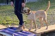 Hundeschule Wauschlau - Hundeschule Wauschlau - LaKoKo Mentaltraining nach Hans Brings in der Hundeschule Wauschlau: Konzentration, Verhaltenskontrolle und Entschleunigung für Hund und Halter. Mensch-Hund-Team wächst durch gemeinsames Training noch stärke