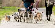 Hundeschule Wauschlau - Hundeschule Wauschlau - Lernspaziergang	Einzeltraining in Form eines Lernspaziergangs: Konfliktsituationen meistern, Hundebegenungen einschätzen, Leinenführung verbessern, Anti-Jagd-Training umsetzen und Hunde durch Such- und Appor