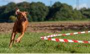 Hundeschule Wauschlau - Hundeschule Wauschlau - Longieren	Longieren mit Hund bei der Hundeschule Wauschlau: Distanzarbeit im Kreis als Kombination aus Bewegung, geistiger Herausforderung und Teamarbeit. Abwechslungsreiche Beschäftigung für Hund und Halter