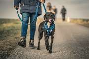 Hundeschule Wauschlau - Hundeschule Wauschlau - Mantrailing	Mantrailing bei der Hundeschule Wauschlau: Anspruchsvolle Nasenarbeit, bei der Hunde lernen, Menschen über Geruch zu verfolgen. Beliebt als Freizeitbeschäftigung oder professionelles Training zur