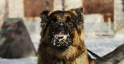 Hundeschule Wauschlau - Hundeschule Wauschlau - Problemverhalten	Mit über 30 Jahren Erfahrung löst Hundetrainer Hans Brings von der Hundeschule Wauschlau gemeinsam mit dir nahezu jedes unerwünschte Verhalten deines Hundes – individuell, fundiert und praxi