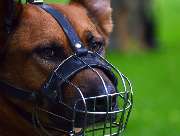 Hundeschule Wauschlau - Hundeschule Wauschlau - Verhaltensanalysen	Verhaltensanalyse für auffällige oder gefährliche Hunde: Ursachen erkennen, Wesen einschätzen und Strategien entwickeln. Grundlage für Training, Umgang und Vermittlung durch die Hundeschul